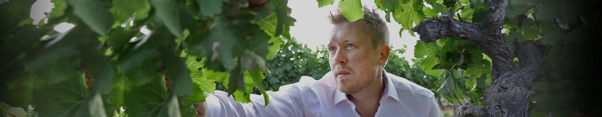 Andrew Duff in the Hunter Valley Vineyard